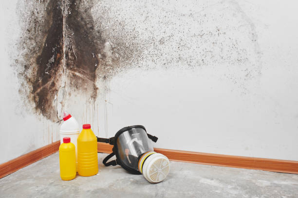 Best Mold Testing  in Forestdale, MA