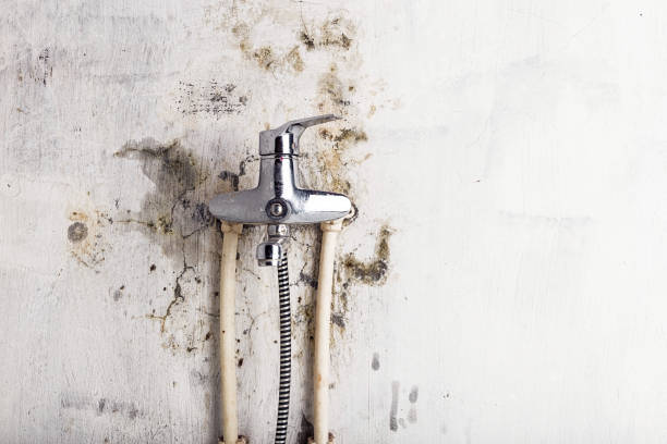 Best Emergency Mold Removal  in Forestdale, MA