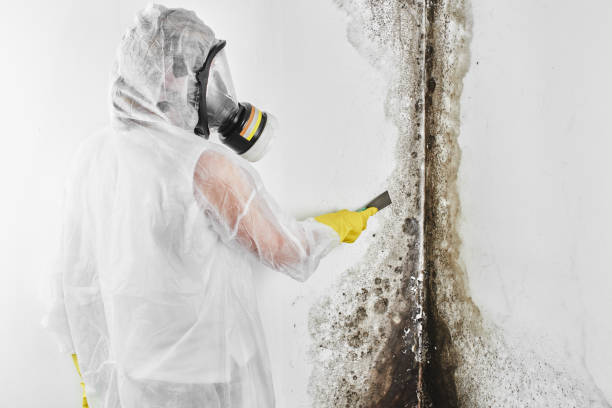 Attic Mold Removal in Forestdale, MA
