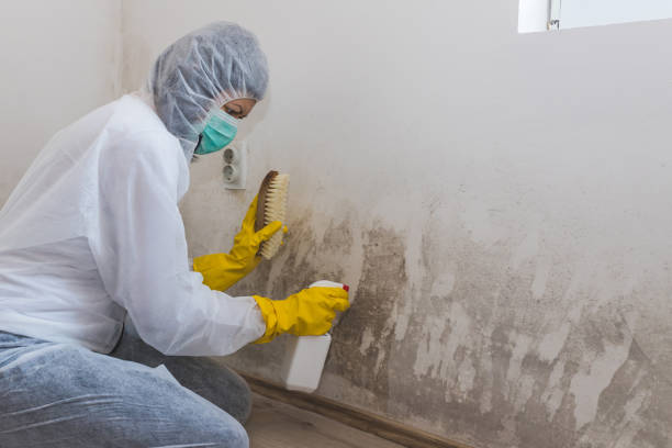 Best Home Mold Removal  in Forestdale, MA