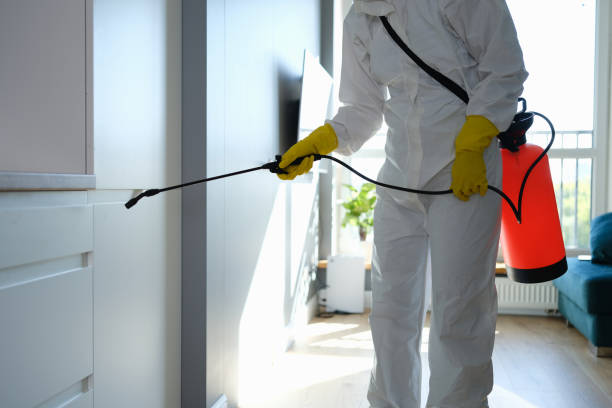 Mold Removal Process in Forestdale, MA