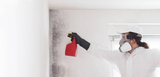 Mold Removal and Inspection in Forestdale, MA