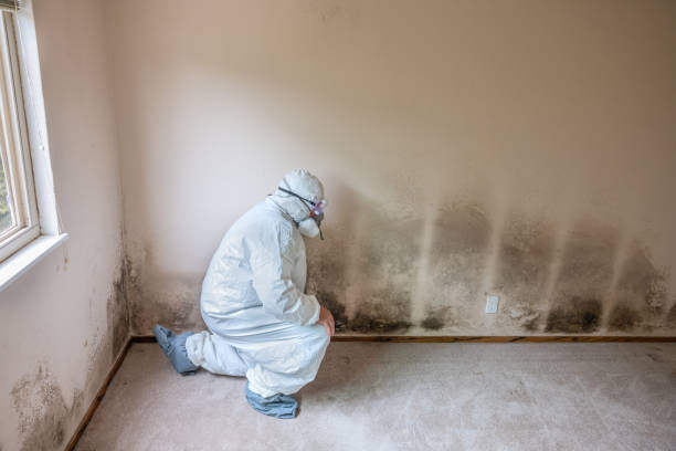 Best Mold Removal Company Near Me  in Forestdale, MA