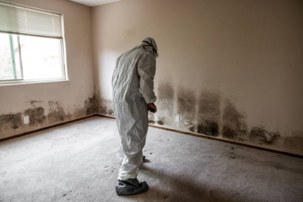 Best Crawl Space Mold Removal  in Forestdale, MA