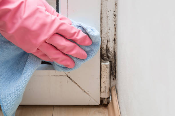 Best Mold Remediation Experts  in Forestdale, MA