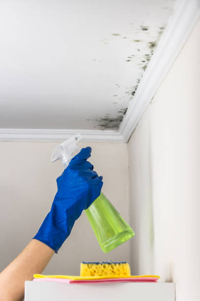 Best Toxic Mold Removal  in Forestdale, MA